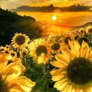 Meet your Posher, Desiree'